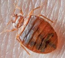 www.findaserviceonline.com bed bug