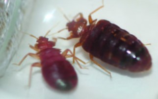 www.findaserviceonline.com bed bugs