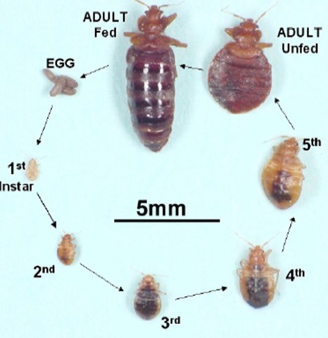 www.findaserviceonline.com bed bugs life cycle