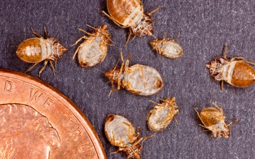 www.findaserviceonline.com bed bug size comparing